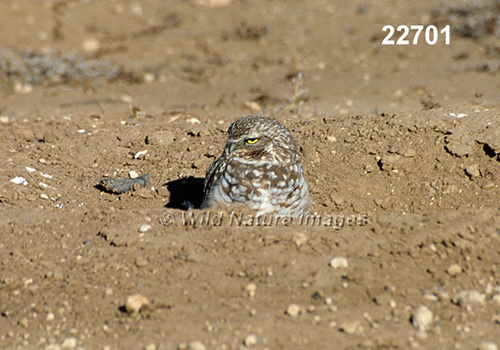 Burrowing Owl (Athene cunicularia)